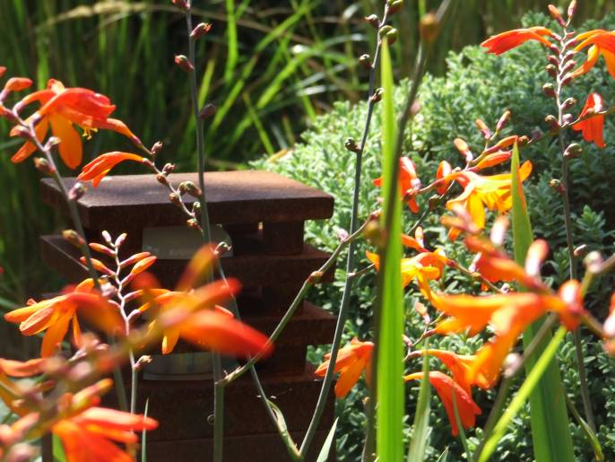 crocosmia