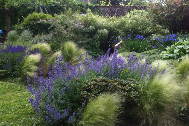 stipa et salvia