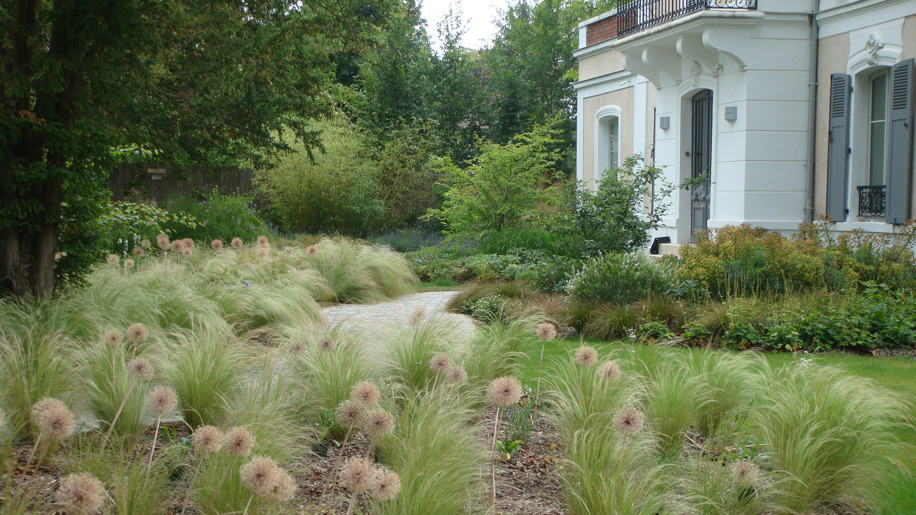 stipa