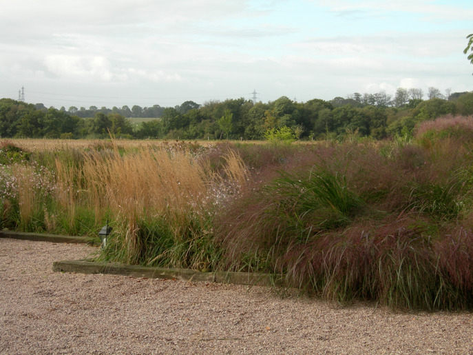 panicum