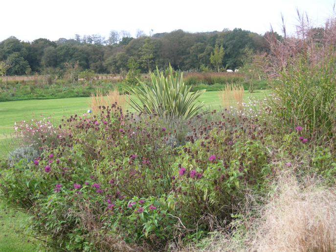 phormium